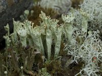 Cladonia sulphurina 2, Geel bekermos, Saxifraga-Willem van Kruijsbergen