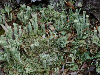 Cladonia sulphurina 5, Geel bekermos, Saxifraga-Willem van Kruijsbergen