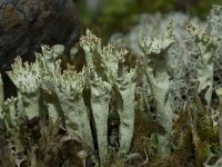 Cladonia sulphurina 8, Geel bekermos, Saxifraga-Willem van Kruijsbergen