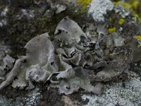 Dermatocarpon miniatum 3, Saxifraga-Willem van Kruijsbergen
