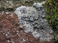 Diplotomma alboatrum 1, Gewone cementkorst, Saxifraga-Rutger Barendse