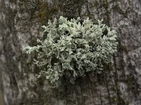 Evernia prunastri 18, Eikenmos, Saxifraga-Willem van Kruijsbergen