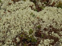 Flavocetraria nivalis 5, Bleekgeel boerenkoolmos, Saxifraga-Willem van Kruijsbergen