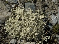 Flavocetraria nivalis 9, Bleekgeel boerenkoolmos, Saxifraga-Willem van Kruijsbergen