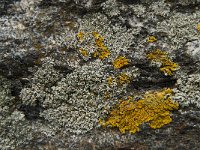Hypogymnia farinacea 1, Melig schorsmos, Saxifraga-Jan van der Straaten