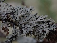 Hypogymnia physodes 1, Gewoon schorsmos, Saxifraga-Willem van Kruijsbergen