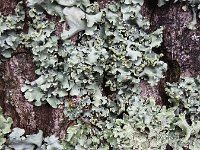 Gewoon schorsmos op populier  Greyish-green lichen (Hypogymnia physodes) on bark of poplar : bark, Hypogymnia, Hypogymnia physodes, lichen, natural, nature, poplar, green, grey