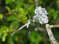 Hypogymnia physodes 21, Gewoon schorsmos, Saxifraga-Tom Heijnen