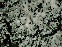 Hypogymnia tubulosa 1, Witkopschorsmos, Saxifraga-Jan van der Straaten
