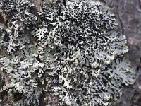 Hypogymnia vittata 1, Saxifraga-Roel Meijer  Lichen Hypogymnia vittata on bark of Pine tree : bark, flora, floral, gray, Hypogymnia vittata, lichen, natural, nature