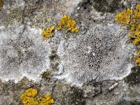 Oranje dooiermos en Witte schotelkorst  Granite rock with close up of the lichens Xanthoria calcicola (yellow) and Lecanora chlarotera (white), Streefkerk, South-Holland, Netherlands : apothecium, basalt stone, color, colorful, colour, colourful, Dutch, Holland, horizontal, Lecanora chlarotera, lichen, Netherlands, thallus, Xanthoria calcicola, yellow orange