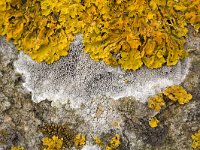 Oranje dooiermos en Witte schotelkorst  Granite rock with close up of the lichens Xanthoria calcicola (yellow) and Lecanora chlarotera (white), Streefkerk, South-Holland, Netherlands : apothecium, basalt stone, color, colorful, colour, colourful, Dutch, Holland, horizontal, Lecanora chlarotera, lichen, Netherlands, thallus, Xanthoria calcicola, yellow orange