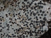 Lecidea fuscoatra 1, Gewone granietkorst, Saxifraga-Willem van Kruijsbergen