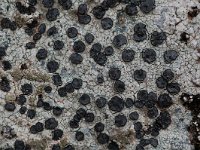Lecidea fuscoatra 2, Gewone granietkorst, Saxifraga-Willem van Kruijsbergen