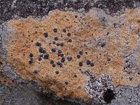 Lecidea lithophila 1, Zwarte granietkorst, Saxifraga-Willem van Kruijsbergen