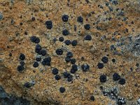 Lecidea lithophila 2, Zwarte granietkorst, Saxifraga-Willem van Kruijsbergen