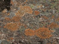 Lecidea lithophila 3, Zwarte granietkorst, Saxifraga-Jan van der Straaten