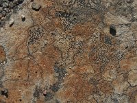 Lecidea lithophila 4, Zwarte granietkorst, Saxifraga-Jan van der Straaten