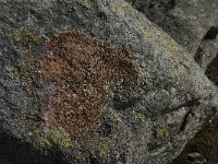 Lecidea lithophila 5, Zwarte granietkorst, Saxifraga-Jan van der Straaten