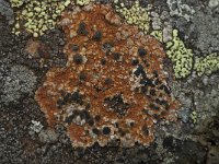 Lecidea lithophila 7, Zwarte granietkorst, Saxifraga-Willem van Kruijsbergen