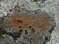 Lecidea lithophila 8, Zwarte granietkorst, Saxifraga-Willem van Kruijsbergen