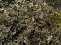 Leptogium lichenoides 1, Saxifraga-Willem van Kruijsbergen