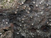 Leucostoma niveum 1, Saxifraga-Rutger Barendse