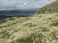 Lichen vegetation