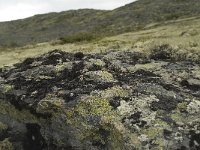 Lichen vegetation on rocks 3, Saxifraga-Willem van Kruijsbergen