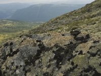Lichen vegetation on rocks 4, Saxifraga-Willem van Kruijsbergen