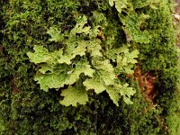 Lobaria pulmonaria 5, Longenmos, Saxifraga-Ed Stikvoort