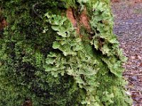 Lobaria pulmonaria 6, Longenmos, Saxifraga-Ed Stikvoort