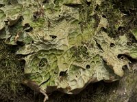 Lobaria pulmonaria 7, Longenmos, Saxifraga-Willem van Kruijsbergen