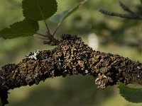 Melanelia olivacea 1, Saxifraga-Willem van Kruijsbergen