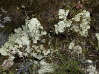 Nephroma arcticum 11, Saxifraga-Willem van Kruijsbergen