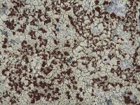 Ophioparma ventosa 8, Saxifraga-Willem van Kruijsbergen