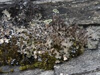 Parmelia omphalodes