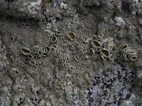 Parmelia saxatilis 1, Blauwgrijs steenschildmos, Saxifraga-Willem van Kruijsbergen
