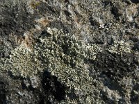 Parmelia saxatilis 10, Blauwgrijs steenschildmos, Saxifraga-Jan van der Straaten