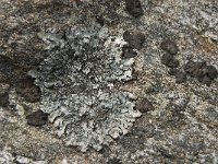 Parmelia saxatilis 11, Blauwgrijs steenschildmos, Saxifraga-Jan van der Straaten