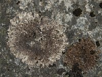 Parmelia saxatilis 12, Blauwgrijs steenschildmos, Saxifraga-Jan van der Straaten