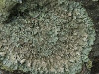 Parmelia saxatilis 15, Blauwgrijs steenschildmos, Saxifraga-Jan van der Straaten