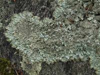 Parmelia saxatilis 16, Blauwgrijs steenschildmos, Saxifraga-Jan van der Straaten