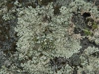 Parmelia saxatilis 17, Blauwgrijs steenschildmos, Saxifraga-Jan van der Straaten