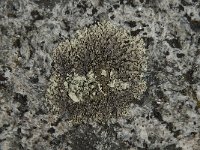 Parmelia saxatilis 18, Blauwgrijs steenschildmos, Saxifraga-Jan van der Straaten