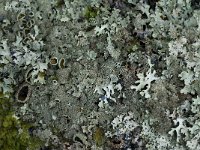 Parmelia saxatilis 2, Blauwgrijs steenschildmos, Saxifraga-Willem van Kruijsbergen