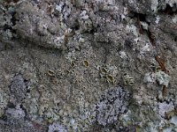 Parmelia saxatilis 3, Blauwgrijs steenschildmos, Saxifraga-Willem van Kruijsbergen
