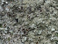 Parmelia saxatilis 4, Blauwgrijs steenschildmos, Saxifraga-Willem van Kruijsbergen