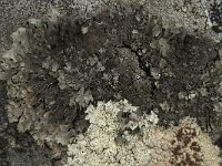 Parmelia saxatilis 6, Blauwgrijs steenschildmos, Saxifraga-Willem van Kruijsbergen