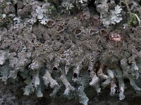 Parmelia saxatilis 7, Blauwgrijs steenschildmos, Saxifraga-Willem van Kruijsbergen